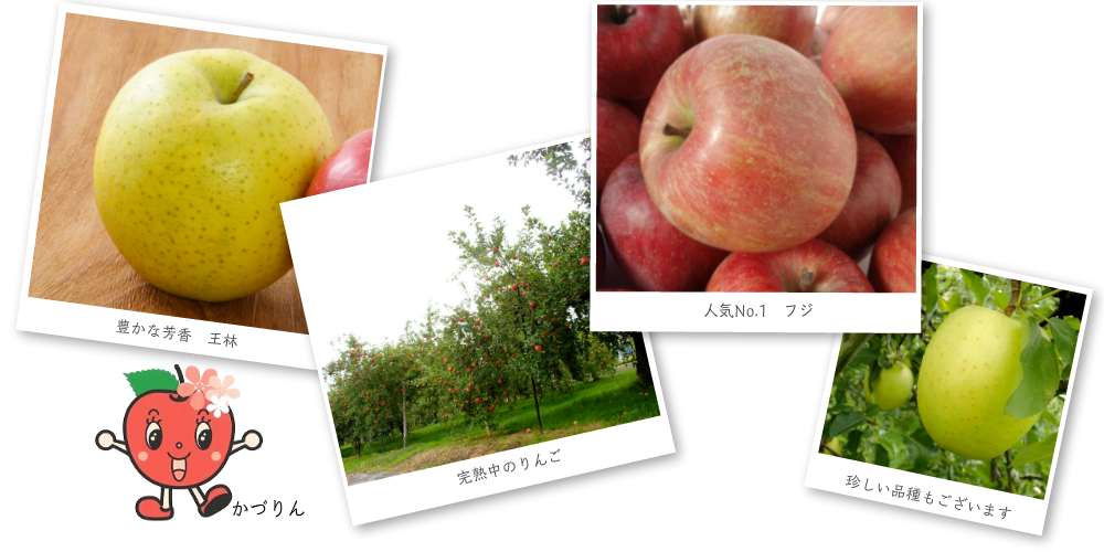 山田りんご園　加積りんごの種類と特徴