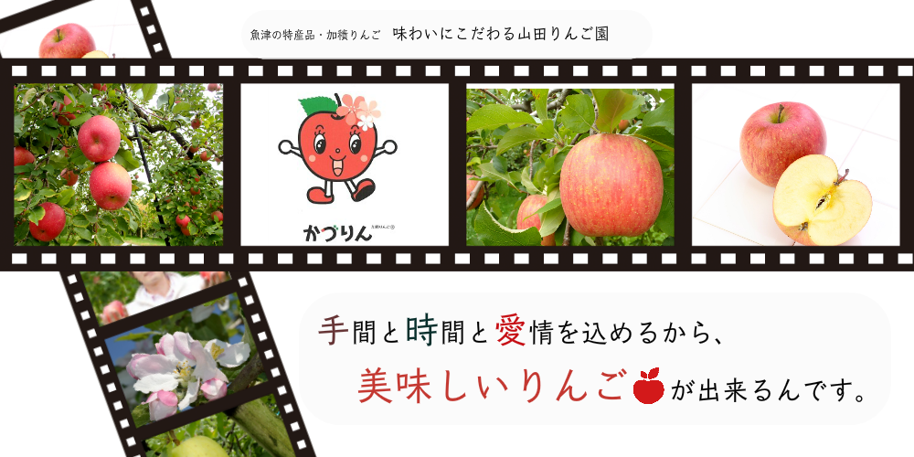 魚津の特産品・加積りんご　味わいにこだわる山田りんご園　手間と時間と愛情を込めるから美味しいりんごができるんです