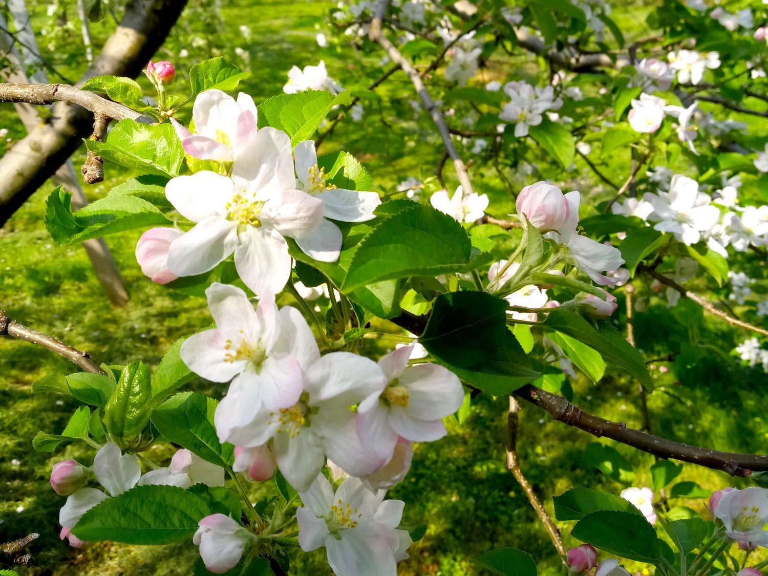 山田りんご園　加積りんごの花